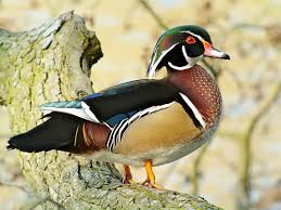 Wood Duck Definition And Synonyms Of Wood Duck In The English Dictionary