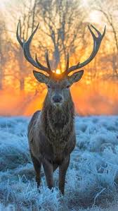 Stately Stag Animals Beautiful Animals Majestic Animals