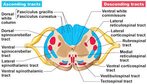 Cross Section Of Spinal Cord Diagram Showing Major Spinal