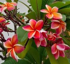 Plumeria Fragrant Flower Ornamental Plants Flowers Nature Fragrant Flowers