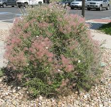 Image result for Chasmopodium purpurascens