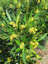 Image result for Tristaniopsis