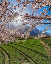 Please help rt, thank you @staymytrade. 7 Sakura Pakistan Ideas Pelancongan Tuhan