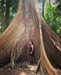 Image result for Ceiba