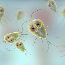 Image result for Protozoa