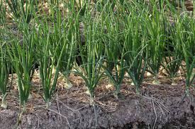 How to Grow Winter Onions With Our Best Tips