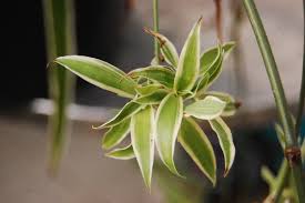 Image result for Chlorophytum velutinum