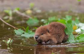 It is at this phase that we have the easiest task in the entire when dealing with mosquitos. Living With Beavers Carolina Country
