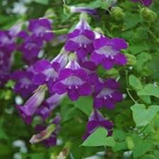 Did you scroll all this way to get facts about red climbing flowers? Climbing Snapdragon Violet Asarina Scandens Perennial Flowers Vine Caribbeangardenseed