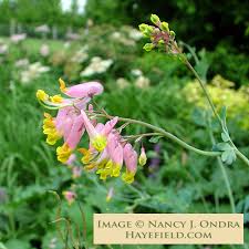 Image result for Xyris capnoides