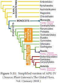Diversity in flower images, when there are more than one flower objects presented in the image or there is an overlap between flowers objects presented in one image. Types Of Classification Taxonomy