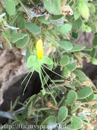 Image result for Cadaba