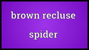 Record yourself saying 'recluse' in full sentences, then watch yourself and listen. Brown Recluse Spider Meaning Youtube