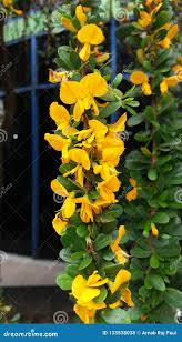 Image result for Brya