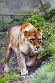 Josie At Dartmoor Zoological Park C Ian Foster Fozimage Animal Sanctuary Dartmoor Zoo Animals