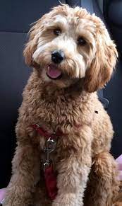 Chocolate Labradoodles Cream Labradoodles Red Labradoodles Apricot Labradoodles For Sale From P Labradoodle Puppy Labradoodle Australian Labradoodle Puppies