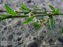 Image result for Polygonum aviculare