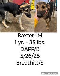 Sweet Baxter has had a lot of heartbreak in his short little life 😢. He  was thrown out of a car with his sibling in the driveway of the shelter and  abandoned.