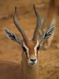 Dorcas Gazelle Antilop Hayvanlar Doga