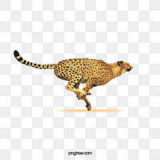 Cheetah Png Vector Psd And Clipart With Transparent Background For Free Download Pngtree Choose from over a million free vectors, clipart graphics, vector art images, design templates, and illustrations created by artists worldwide! cheetah png vector psd and clipart