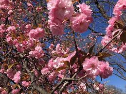 They grow to 20 to 30 feet in height and spread, benefit from full sun exposure, and bloom from late march through april. Nj Has The Largest Collection Of Cherry Blossoms Where