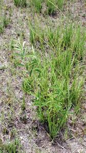 Image result for Tacazzea