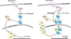 Aug 01, 2012 · glycolysis is the pathway of breakdown of glucose into pyruvate/lactate following glucose uptake by cells and glucose phosphorylation. Yeast Amp Activated Protein Kinase Monitors Glucose Concentration Changes And Absolute Glucose Levels Journal Of Biological Chemistry