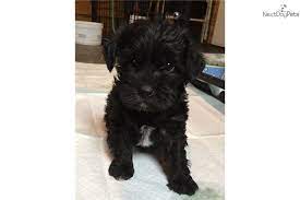 You Ll Love This Female Schnoodle Puppy Looking For A New Home Schnoodle Schnoodle Puppy Schnoodle Puppies For Sale
