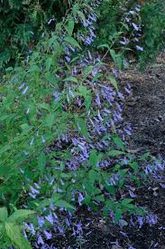 Image result for Isodon