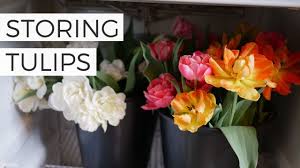 Place the parsley in a jar or glass filled with water so that an inch or two of the stems are submerged. Storing Tulips In The Fridge For Use As Cut Flowers Later Youtube