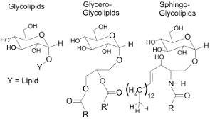 Maybe you would like to learn more about one of these? Glycolipid Wikipedia