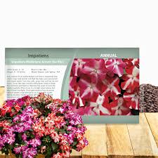 Image result for Impatiens wallerana