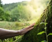 24,800+ Forest Therapy Stock Photos, Pictures & Royalty-Free ...