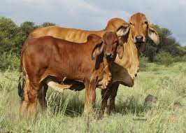 There are close to forty cattle breeds from which farmers can choose in south africa. South African Brahman Selection Indexes The Brahman Cattle Breeders Society Of South Africa