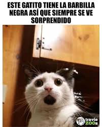 Pense Que Estaba Sorprendido V Meme Gato Gato Gracioso Perros Graciosos