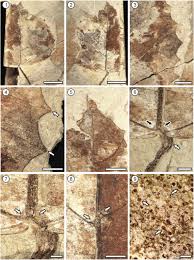 Image result for Crotonogynopsis australis