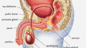 We did not find results for: Male Infertility Otherwise Known As Male Factor Rma Network Fertility Clinic