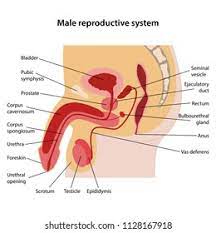 Interactive anatomical atlas of the thorax, abdomen and pelvis based on anatomical diagrams and select a zone. Male Reproductive System Main Parts Labeled Stock Vector Royalty Free 1128167918