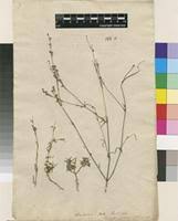 Image result for Kohautia cynanchica