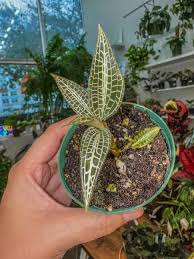 Image result for Goodyera