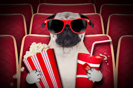 Cachorro ranishu nivel de objeto 1 se liga al recogerlo. Filmes De Cachorro 20 Filmes Inesqueciveis Fisio Care