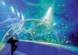 When People Are Bored At The Beach People Can Enjoy Looking At The Beautiful Sea Creatures Beautiful Sea Creatures Blue Reef Aquarium Life Is An Adventure