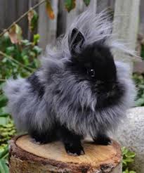 Lapin Nain Tete De Lion Caracteristiques Achat Conseils Lapins Info Comme tous les lapins domestiques ils sont tous issus du lapin européen (oryctolagus cuniculus). lapins info