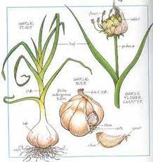 Garlic A Quick Guide Growing Garlic Planting Garlic Planting Fruit Trees