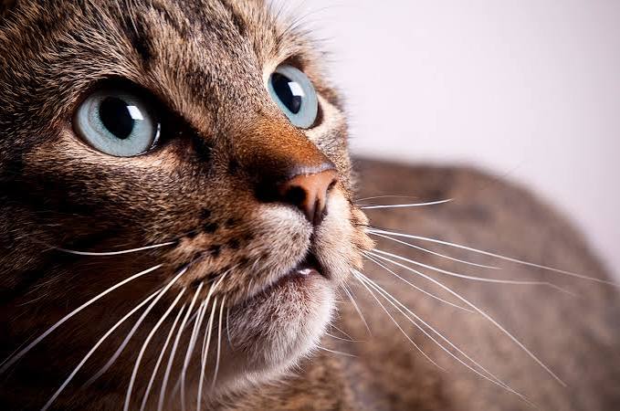 Huge variety of eye colors in today's cats may trace back to distant  ancestor's unusual peepers | Science | AAAS