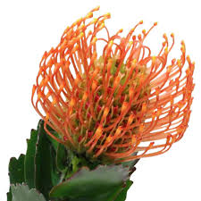 Image result for Protea micans