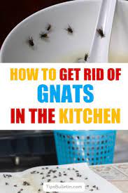 Learn The Best Ways To Get Rid Of Gnats In The Kitchen With Simple Solutions Using Everyday Items Kill Kitchen How To Get Rid Of Gnats Gnats In Kitchen Gnats