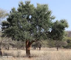 Image result for Boscia foetida