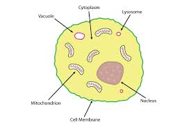 Maybe you would like to learn more about one of these? Structure Of An Animal Cell Science Learning Hub