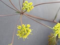 Image result for Lefebvrea grantii
